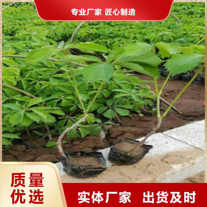 【宿根花卉】-耐寒耐旱草花基地源头工厂