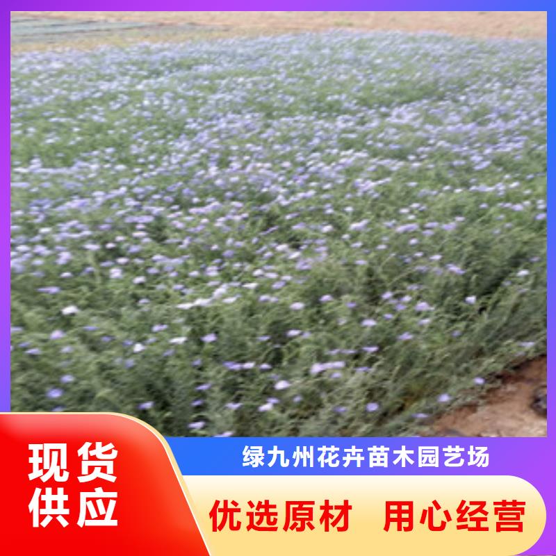 宿根花卉耐寒耐旱草花基地以质量求生存