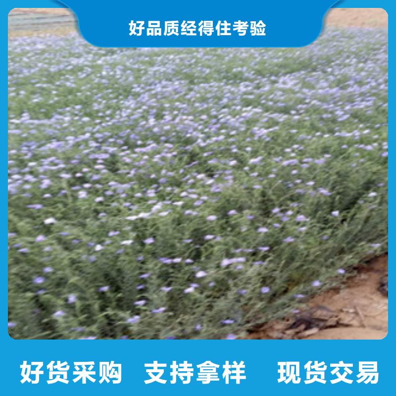 宿根花卉观赏草/蒲苇狼尾草敢与同行比服务