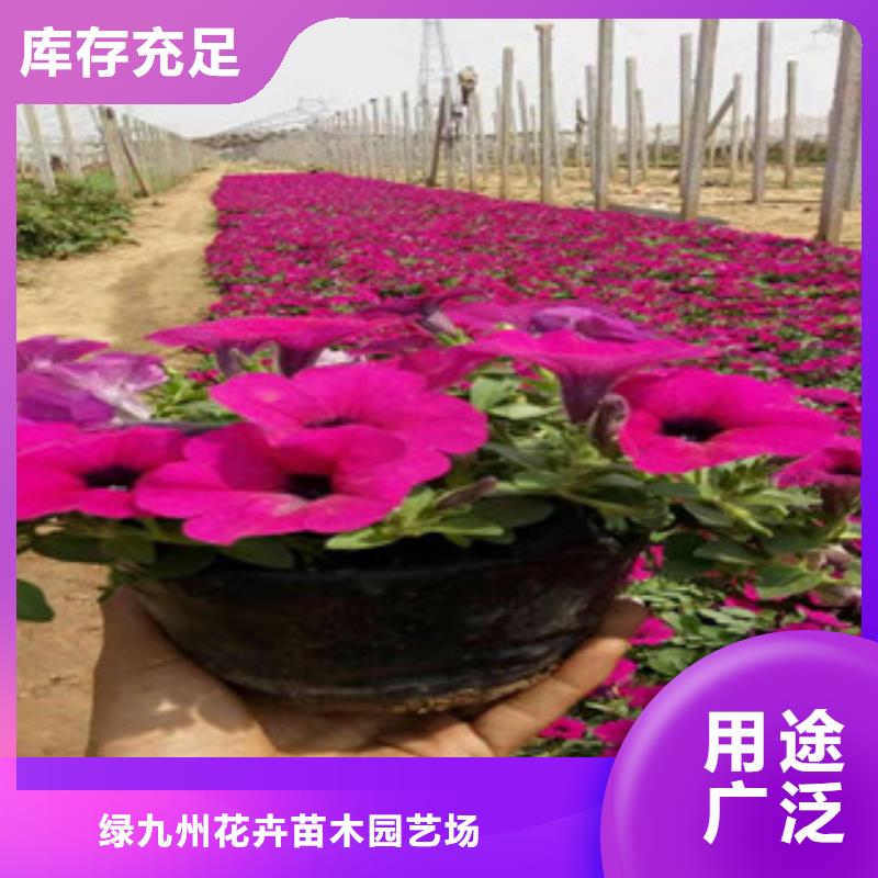 宿根花卉宿根花卉基地检验发货