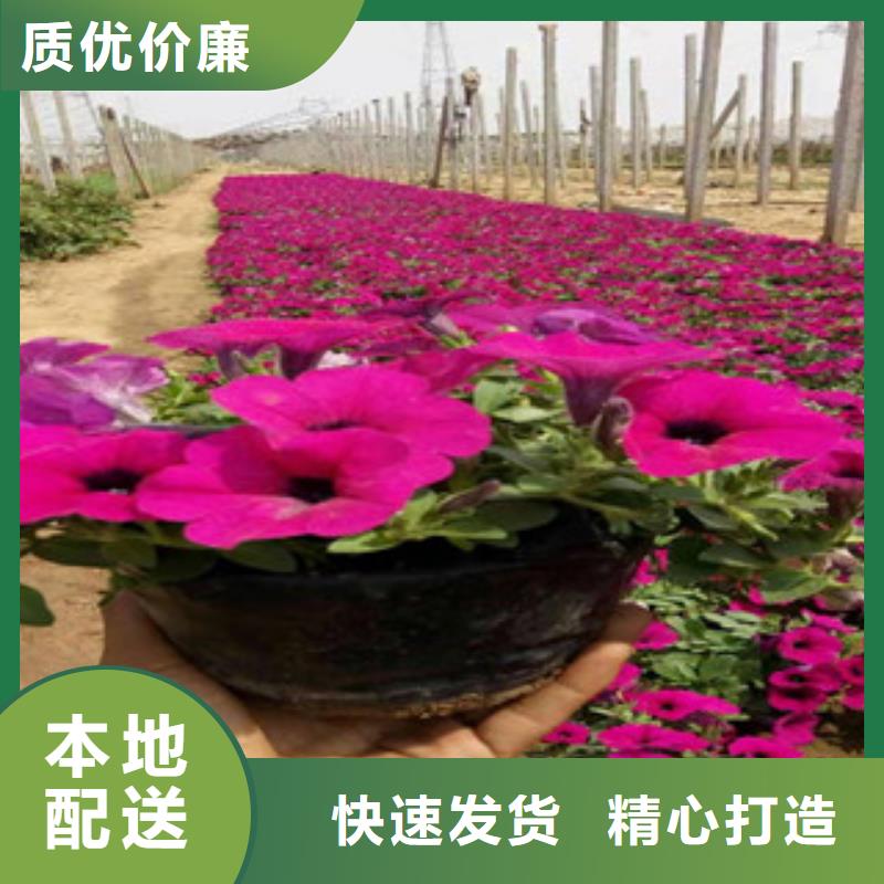 宿根花卉时令花卉/绿化草花价格制造生产销售