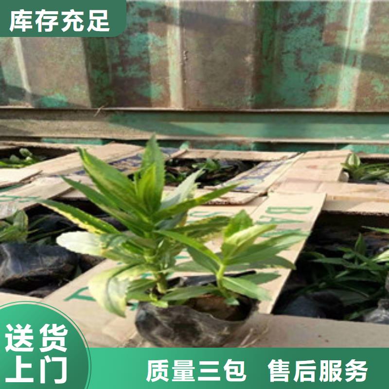 宿根花卉五一国庆草花批发产地源头好货