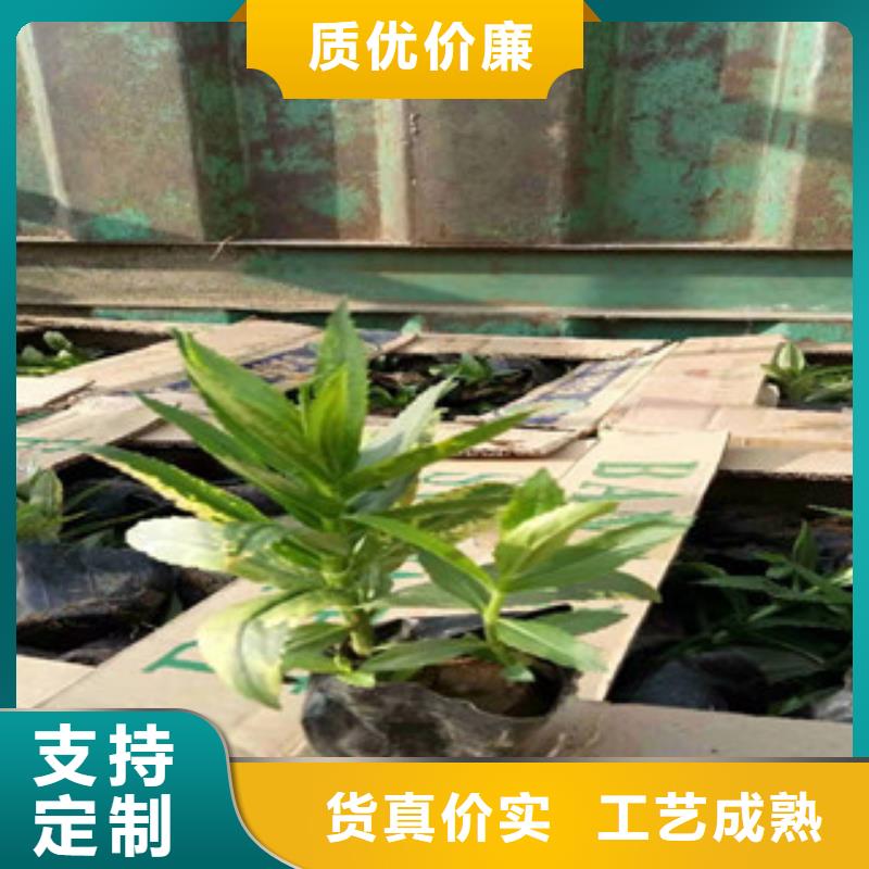 宿根花卉耐寒耐旱草花基地专注细节更放心