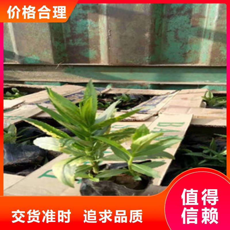 宿根花卉宿根花卉基地质检严格放心品质