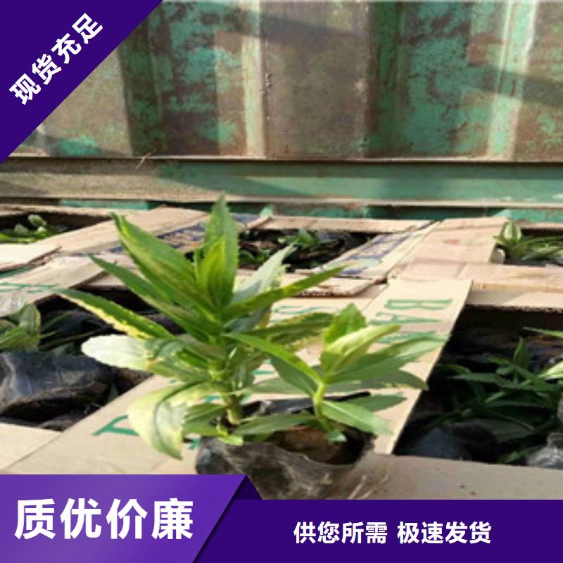 宿根花卉耐寒耐旱草花基地以质量求生存