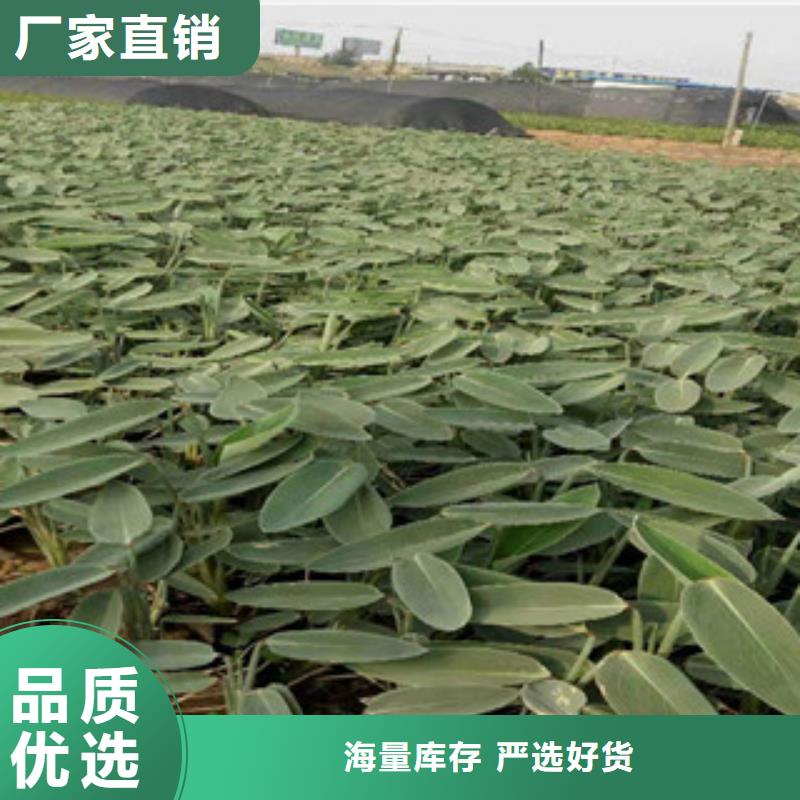宿根花卉_鲁冰花/粉黛乱子草拒绝差价