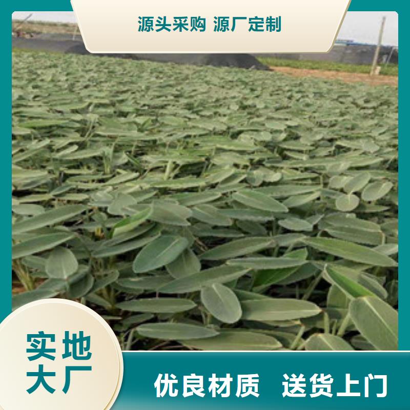 【宿根花卉宿根花卉基地现货销售】