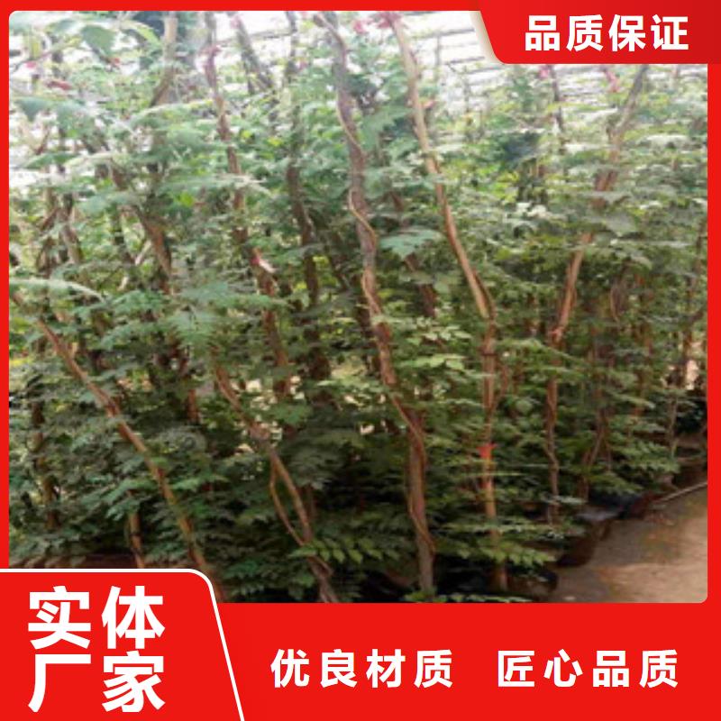 宿根花卉耐寒耐旱草花基地精选优质材料
