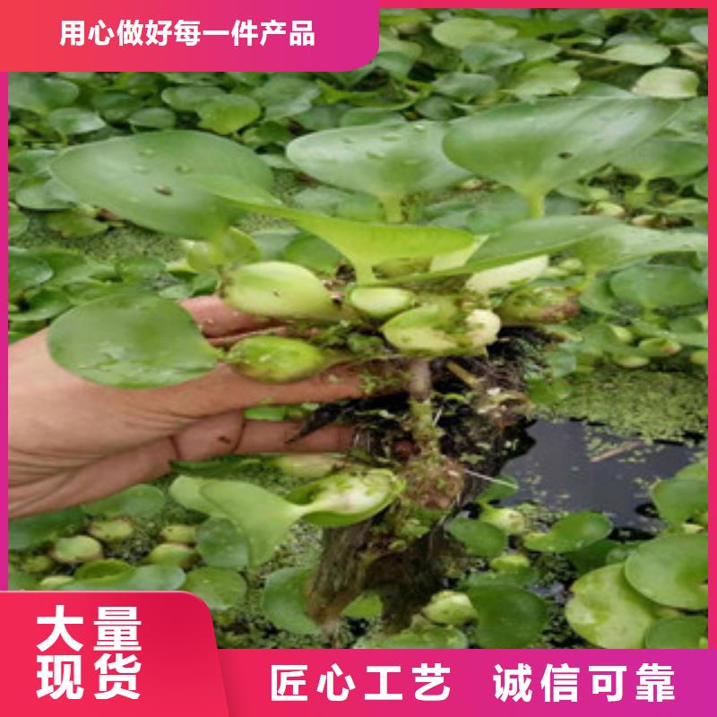 宿根花卉-【柳叶马鞭草/薰衣草】敢与同行比质量