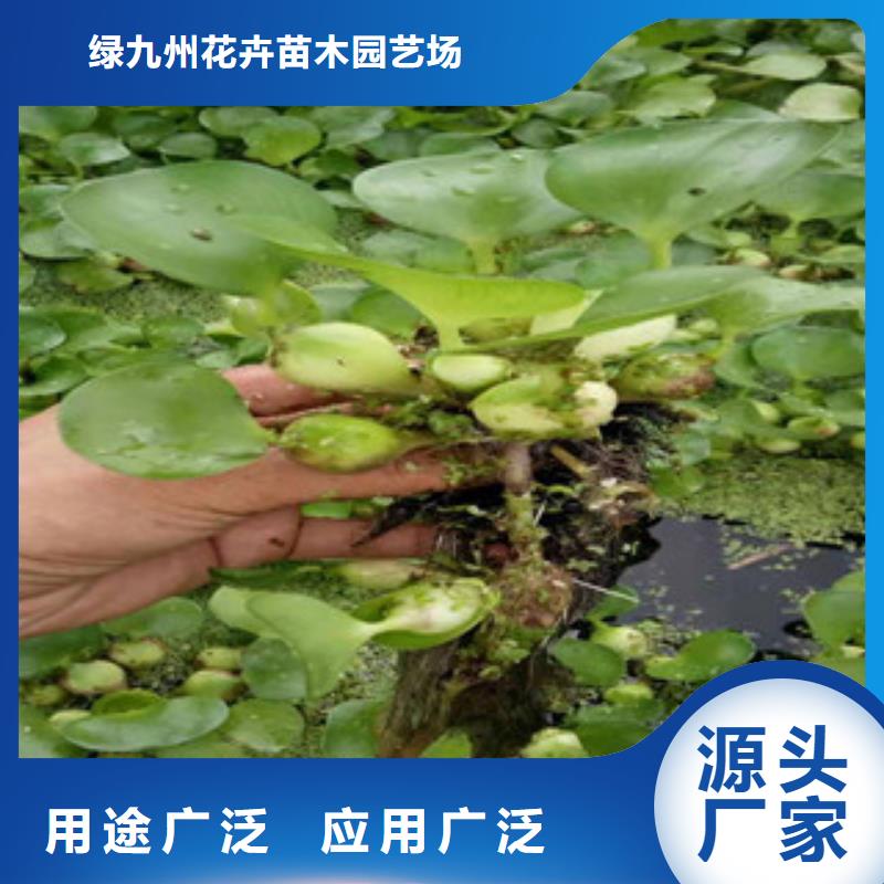 宿根花卉_【时令花卉/绿化草花价格】一站式供应厂家