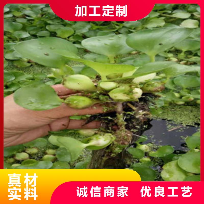 宿根花卉_耐寒耐旱草花基地贴心服务