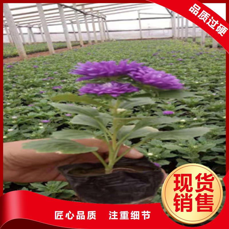 宿根花卉五一国庆草花批发工厂直供