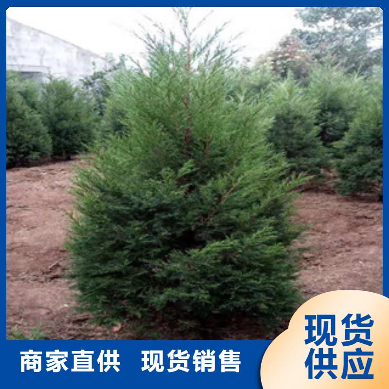 水生植物/荷花睡莲-视频-海东|黄南|海西|玉树|西宁|海南绿九州水生植物/荷花睡莲_ 绿九州花卉苗木园艺场(海北市分公司)