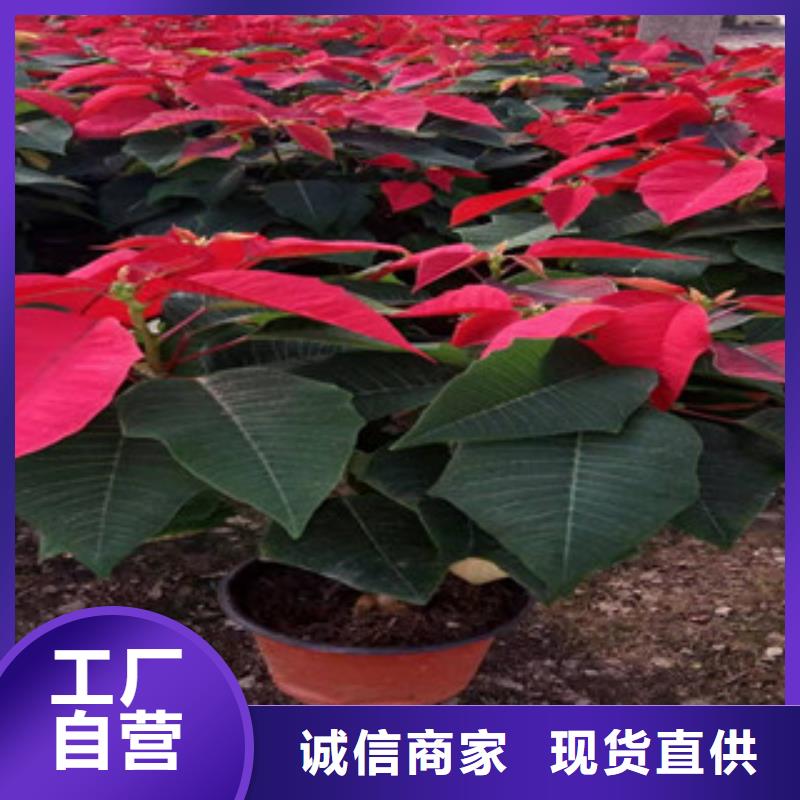 宿根花卉_鲁冰花/粉黛乱子草拒绝差价