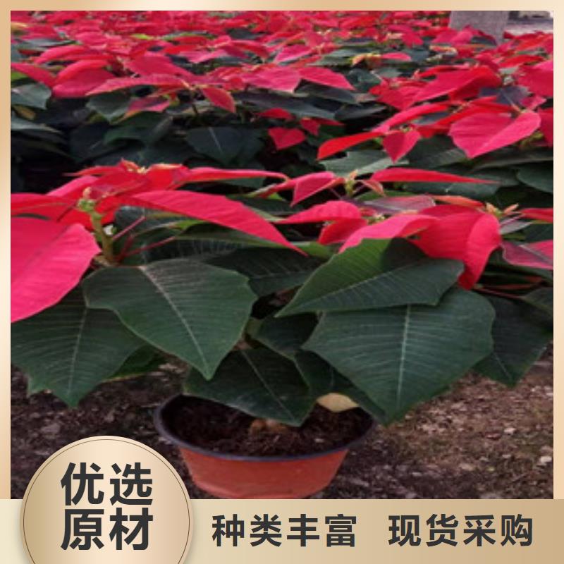 宿根花卉五一国庆草花批发产地源头好货