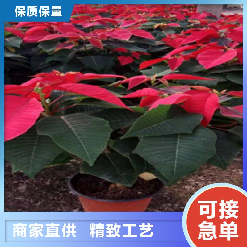 水生植物/荷花睡莲-视频-水生植物/荷花睡莲-山东省莱芜市莱城|钢城|济南|德州|烟台|东营|临沂|滨州【同城】 【附近】公司