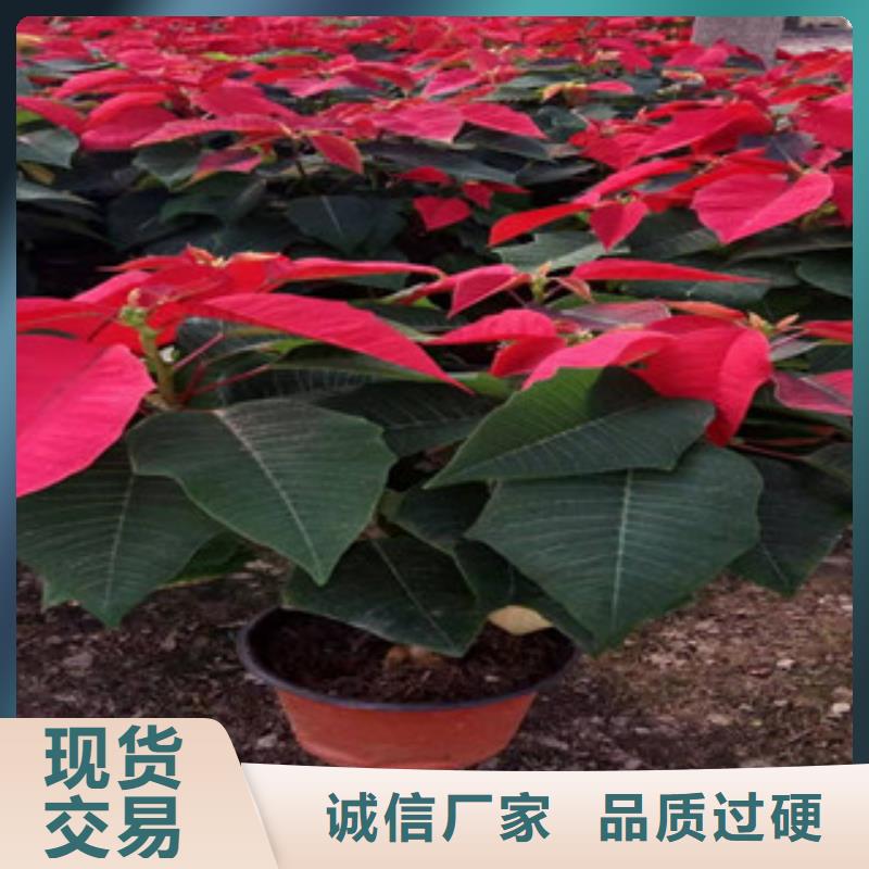 宿根花卉_耐寒耐旱草花基地贴心服务