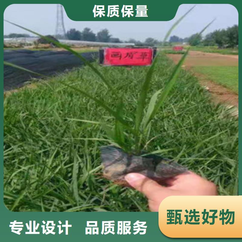 水生植物/荷花睡莲-视频-水生植物/荷花睡莲-山东省莱芜市莱城|钢城|济南|德州|烟台|东营|临沂|滨州【同城】 【附近】公司