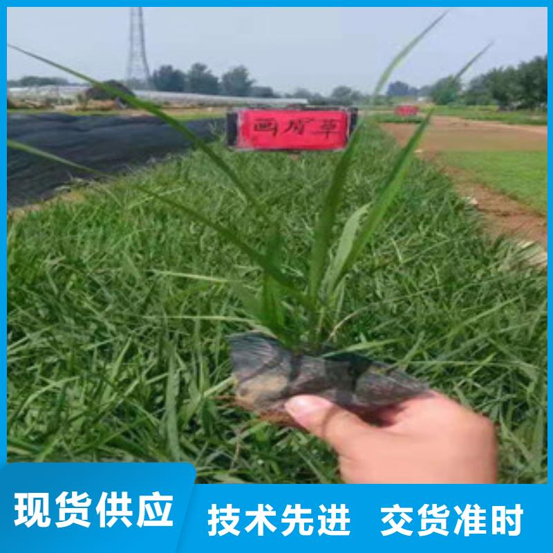 宿根花卉_耐寒耐旱草花基地贴心服务