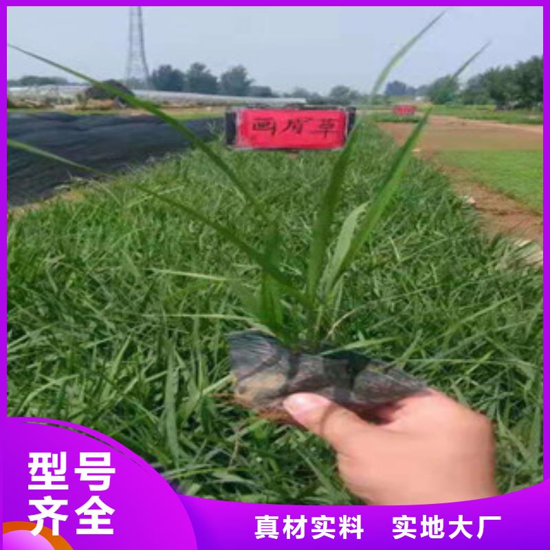 水生植物/荷花睡莲-视频-海东|黄南|海西|玉树|西宁|海南绿九州水生植物/荷花睡莲_ 绿九州花卉苗木园艺场(海北市分公司)