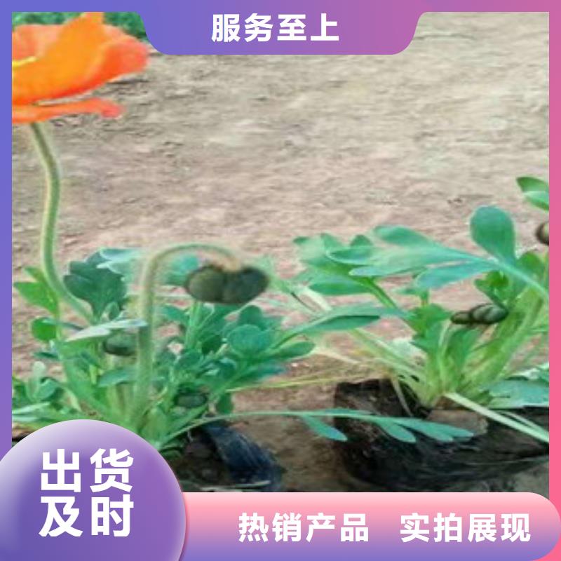 宿根花卉柳叶马鞭草/薰衣草专注品质