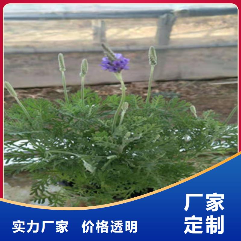 宿根花卉宿根花卉基地按需设计