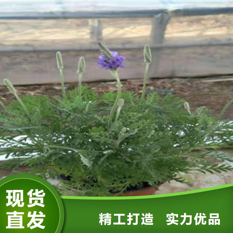 宿根花卉耐寒耐旱草花基地专注细节更放心