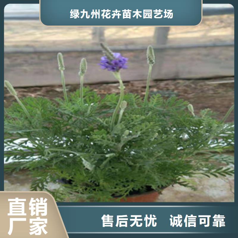 宿根花卉耐寒耐旱草花基地精选优质材料