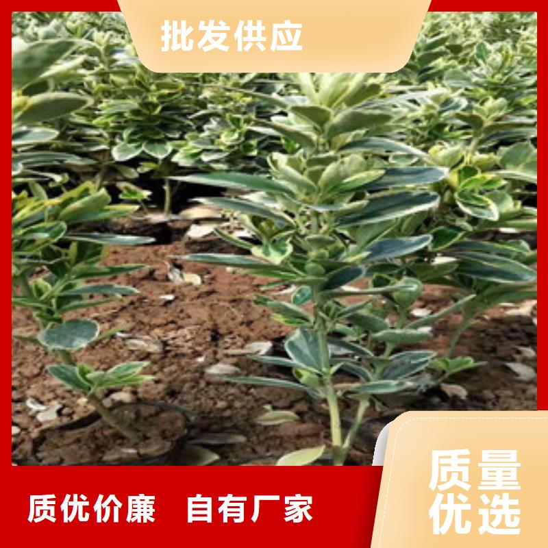 宿根花卉耐寒耐旱草花基地精选优质材料