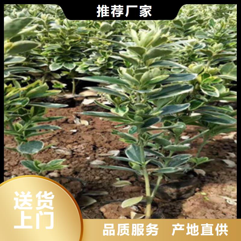 宿根花卉-【柳叶马鞭草/薰衣草】敢与同行比质量