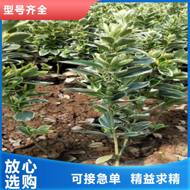 宿根花卉柳叶马鞭草/薰衣草专注品质