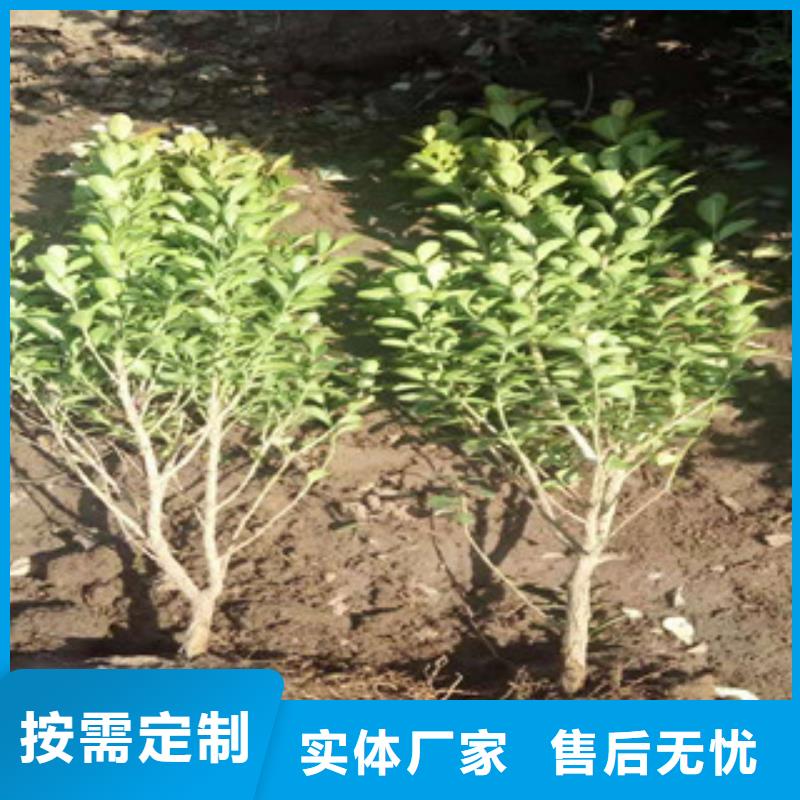 宿根花卉,耐寒耐旱草花基地真材实料