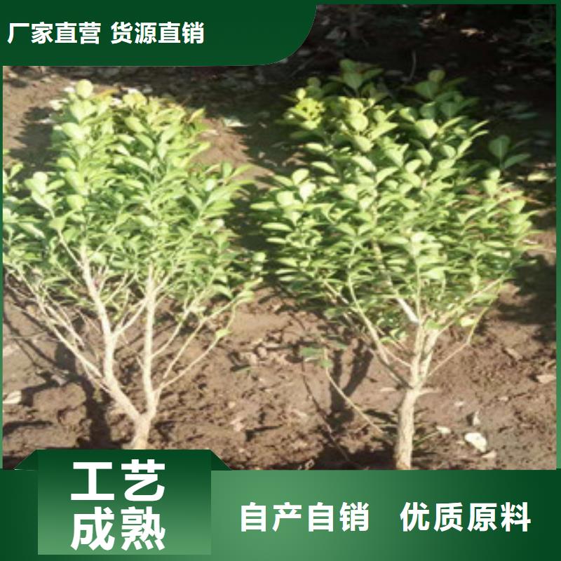宿根花卉宿根花卉基地质检严格放心品质