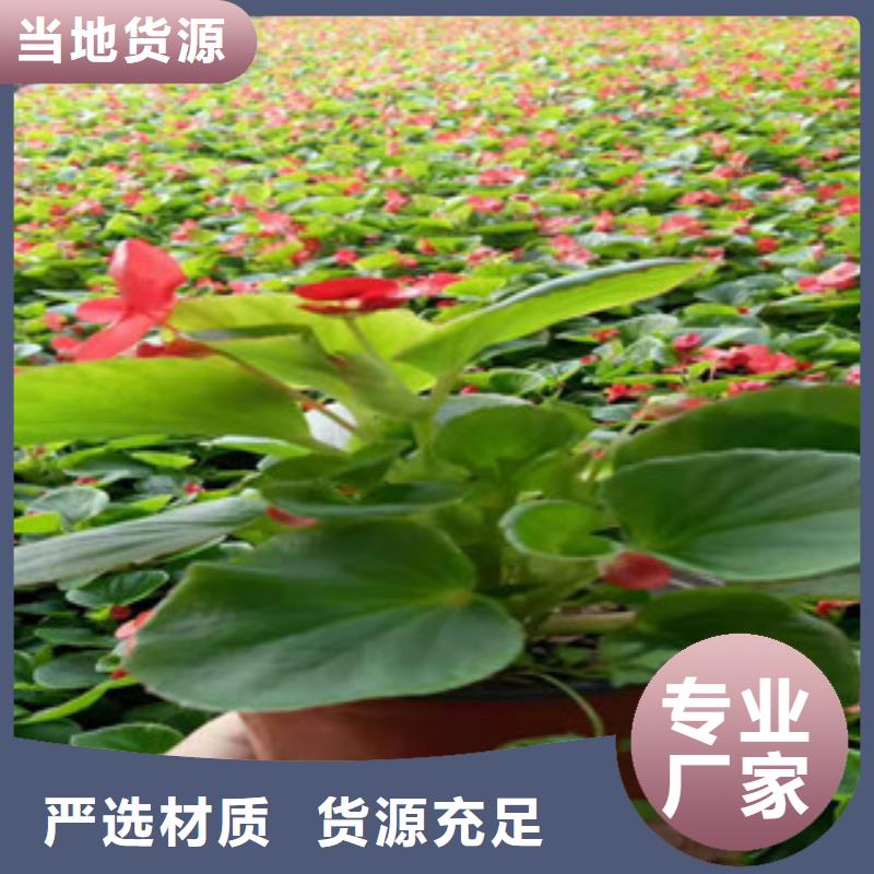 水生植物/荷花睡莲-视频-海东|黄南|海西|玉树|西宁|海南绿九州水生植物/荷花睡莲_ 绿九州花卉苗木园艺场(海北市分公司)