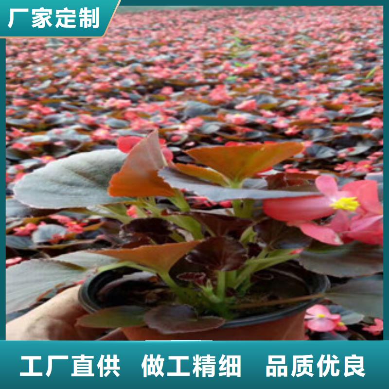 宿根花卉耐寒耐旱草花基地精选优质材料