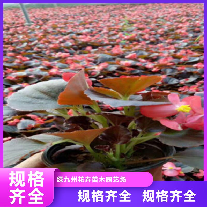 【宿根花卉宿根花卉基地源头直供】