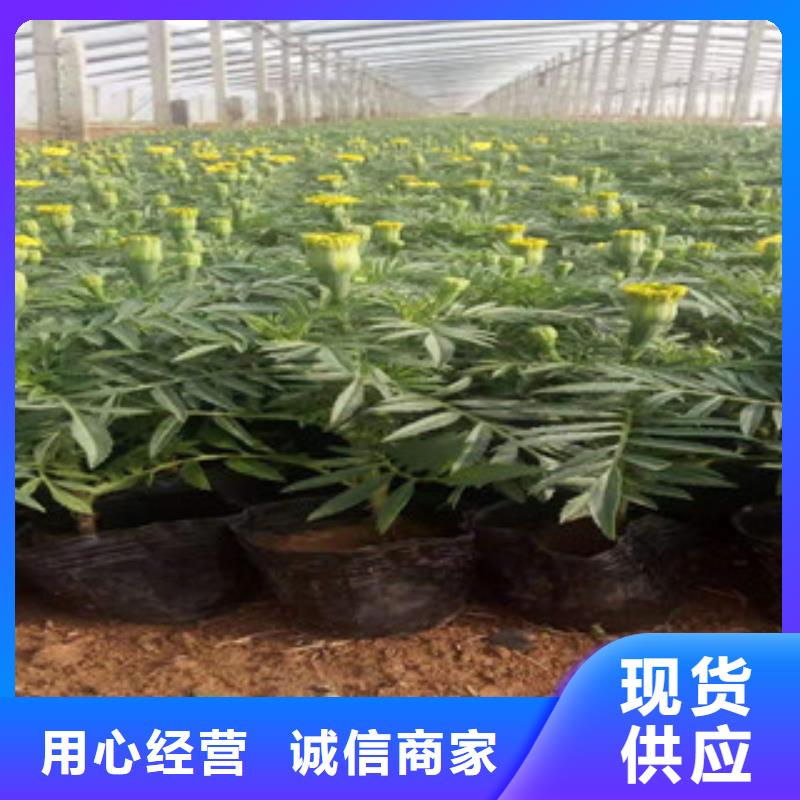 宿根花卉宿根花卉基地检验发货