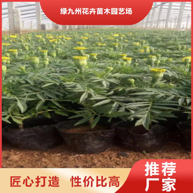 宿根花卉耐寒耐旱草花基地以质量求生存
