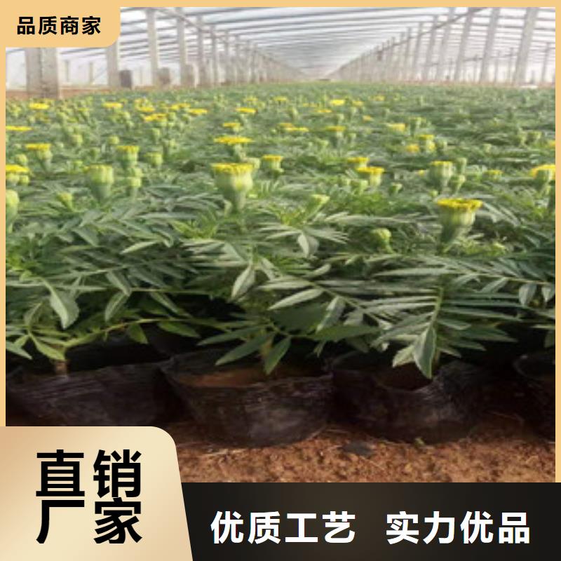 宿根花卉_【时令花卉/绿化草花价格】一站式供应厂家