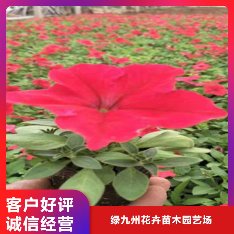 【宿根花卉-观赏草/蒲苇狼尾草工期短发货快】