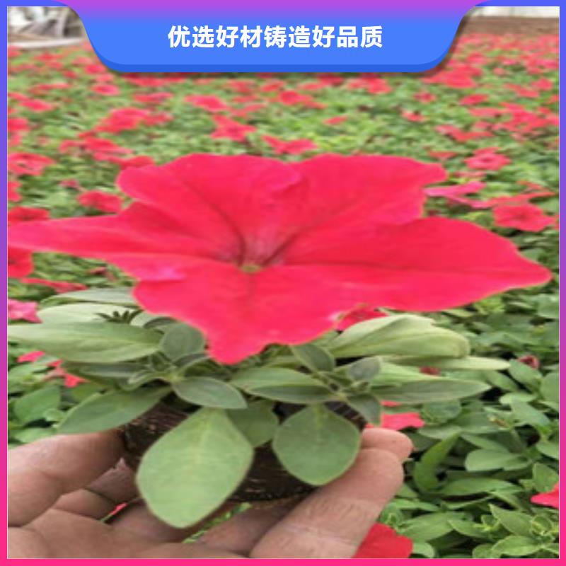 水生植物/荷花睡莲-视频-海东|黄南|海西|玉树|西宁|海南绿九州水生植物/荷花睡莲_ 绿九州花卉苗木园艺场(海北市分公司)