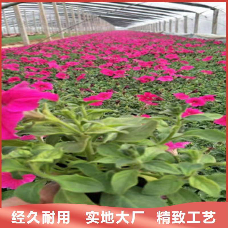 宿根花卉_耐寒耐旱草花基地贴心服务