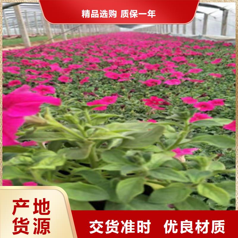 【宿根花卉宿根花卉基地源头直供】