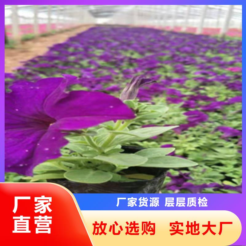 宿根花卉宿根花卉基地检验发货