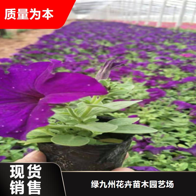 水生植物/荷花睡莲-视频-海东|黄南|海西|玉树|西宁|海南绿九州水生植物/荷花睡莲_ 绿九州花卉苗木园艺场(海北市分公司)