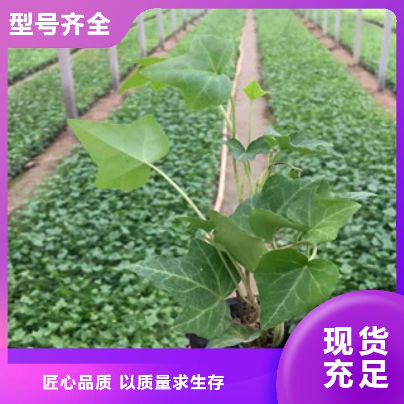 宿根花卉观赏草/蒲苇狼尾草敢与同行比服务