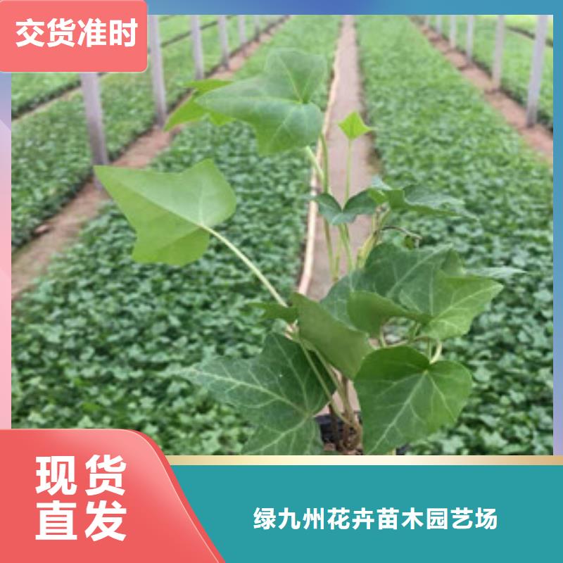 宿根花卉_鲁冰花/粉黛乱子草拒绝差价