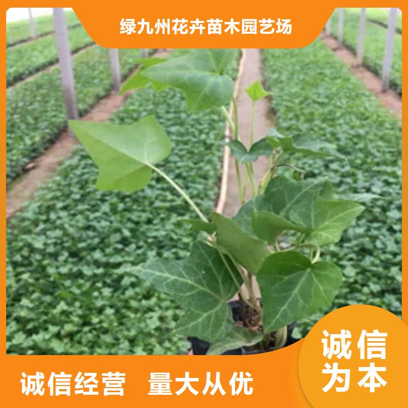 【宿根花卉宿根花卉基地源头直供】