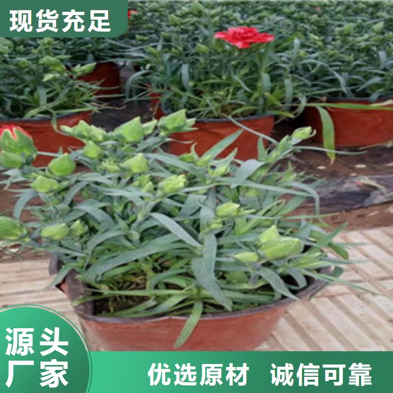 宿根花卉,耐寒耐旱草花基地真材实料