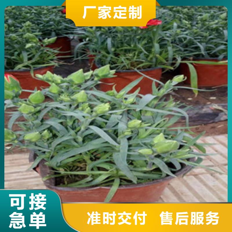 水生植物/荷花睡莲-视频-水生植物/荷花睡莲-山东省莱芜市莱城|钢城|济南|德州|烟台|东营|临沂|滨州【同城】 【附近】公司